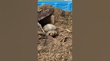 OUTDOOR tortoise ENCLOSURE upgrade!!