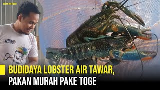 PAHAM BUDIDAYA LOBSTER AIR TAWAR, MULAI DARI AWAL HINGGA AKHIR