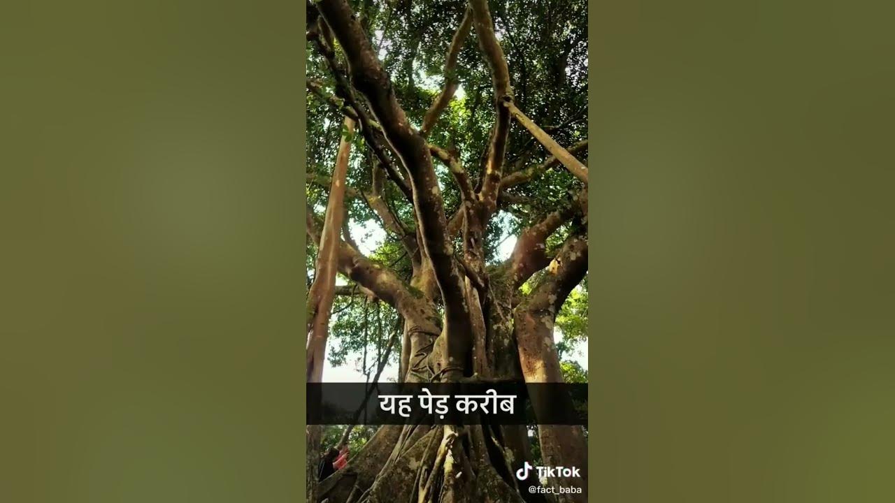 duniya-me-sbse-bda-bargad-ka-ped-youtube
