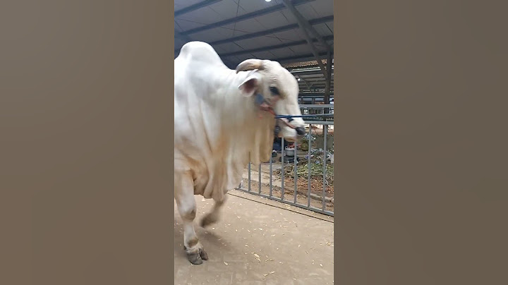 Sapi PO TERBERAT sapi po ras kebumen