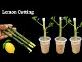 How to propagate lemon tree from cuttings || grow lemon tree cutting