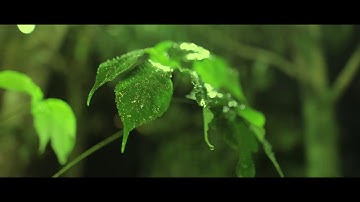 Video giới thiệu Sâm Ngọc Linh Kon Tum