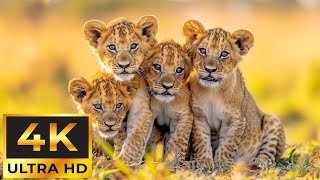 Детеныши животных 4K ~ Удивительный мир молодых животных | Живописный релаксационный фильм