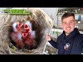 Our first chicks  breeding british birds s4ep3