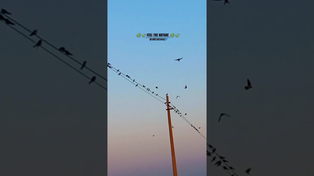 Feel The Nature 🌿🍃 | Nature Vlogs | Birds Vlogs video 