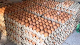 Con 300 gallinas y sacando 280 huevos es posible ganar algo?