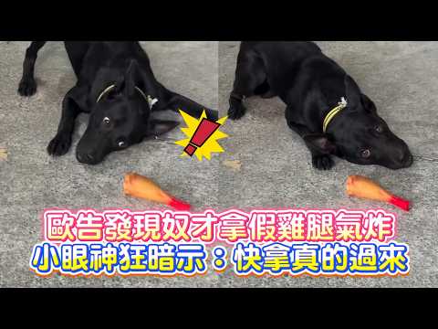 [Do you think I'm stupid?] Dog realizes his human brought a fake chicken leg and gets furious! Gi...