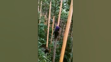 Sharing the process of harvesting bark - good tools and methods can make the work more efficient