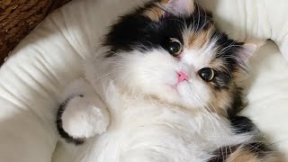 Cute cat videos 2024