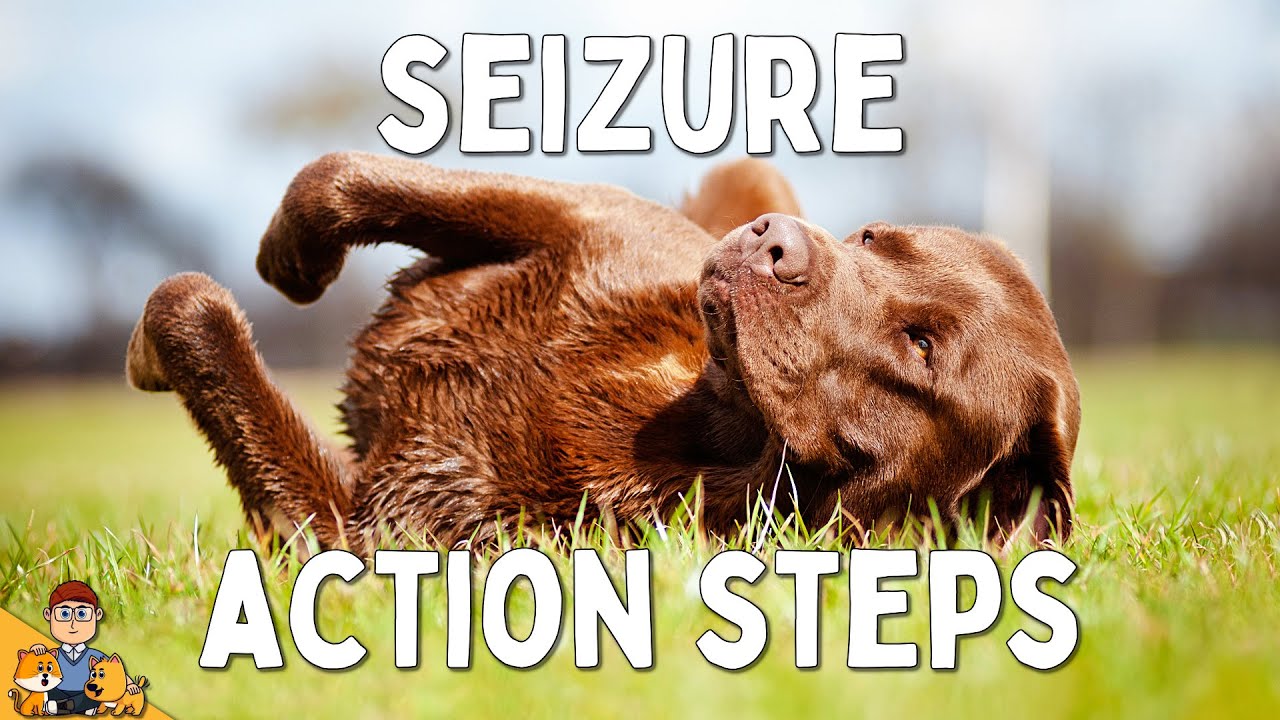 What To Do When Your Dog Has A Seizure