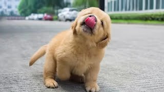 Funniest & Cutest Golden Retriever Puppies - 30 Minutes of Funny Puppy Videos 2022 #16
