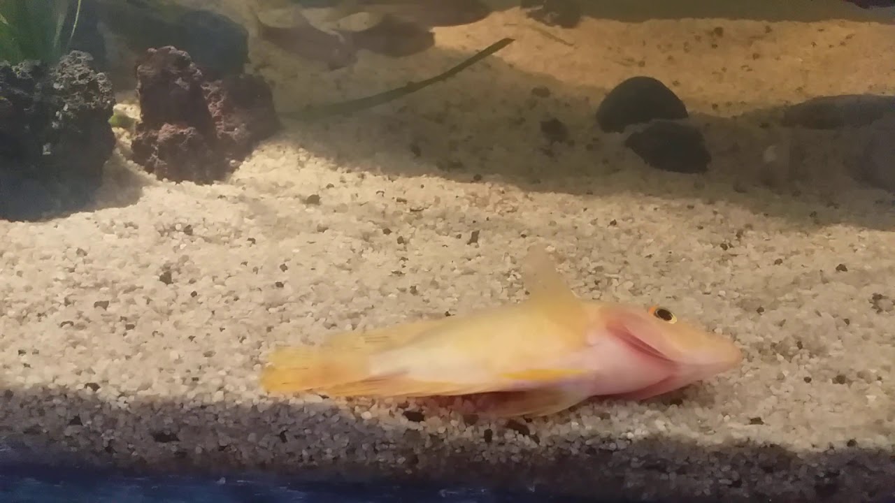 Ikan red devil kehabisan napas