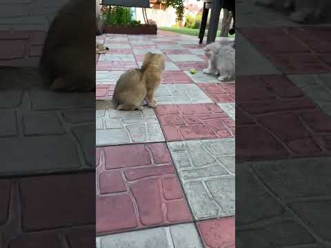 ПРИКОЛЫ С КОТАМИ #короткие