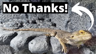 No Bearded Dragon Bioactive Setup For Me ... But Why? by NORTHERN EXOTICS 5,762 views 2 years ago 10 minutes, 39 seconds