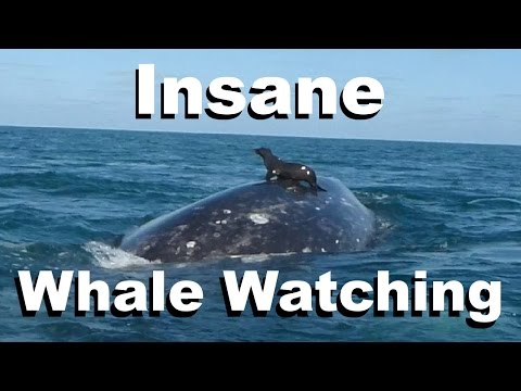 Ultimate Whale Watching Video | Whale of a Time