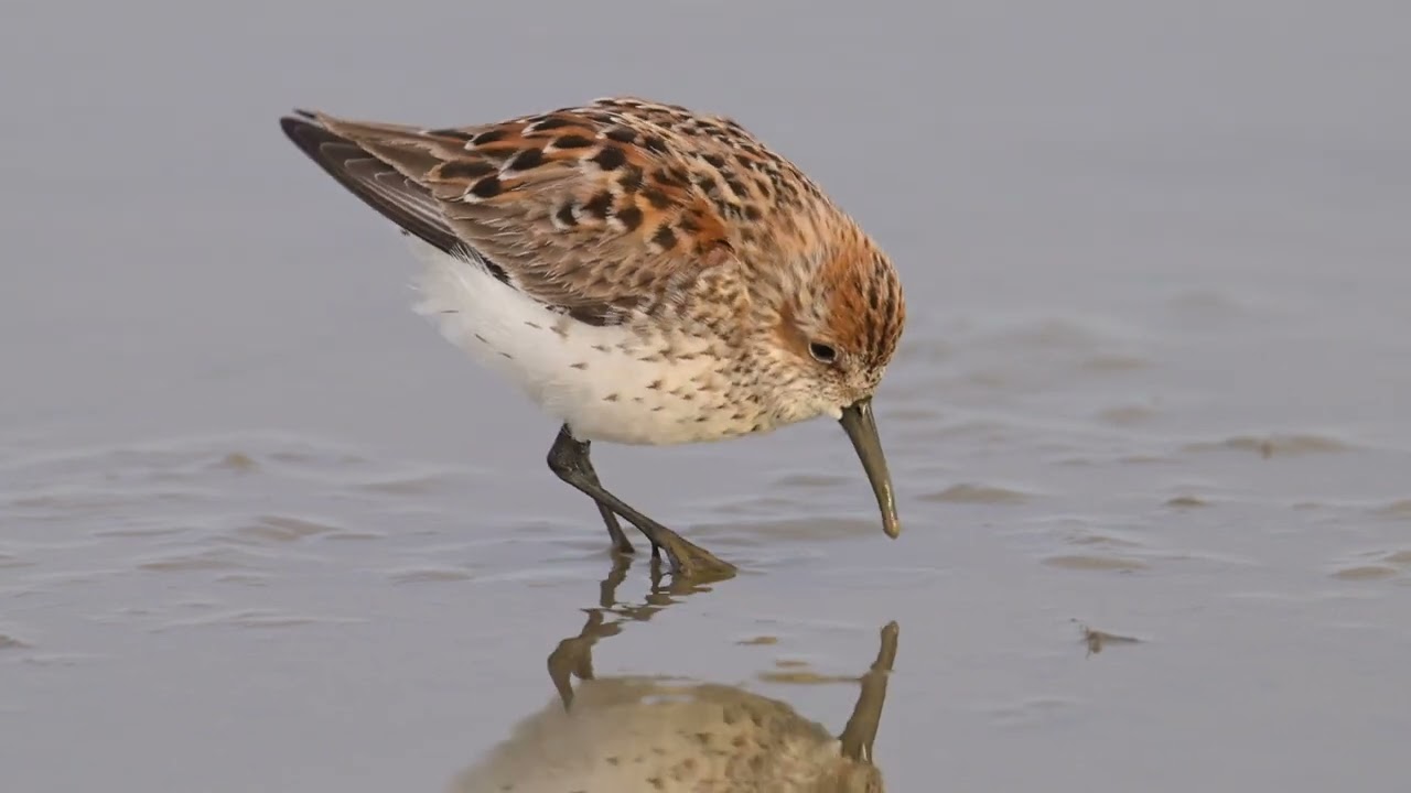 Shorebirds, Mudflats, and Biofilm - A New Conservation Priority for Migratory Shorebirds