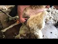 HOW TO SHEAR SHEEP WITH ROBBIE HISLOP 2020