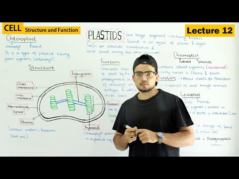 Video: What color can plastids be in plants