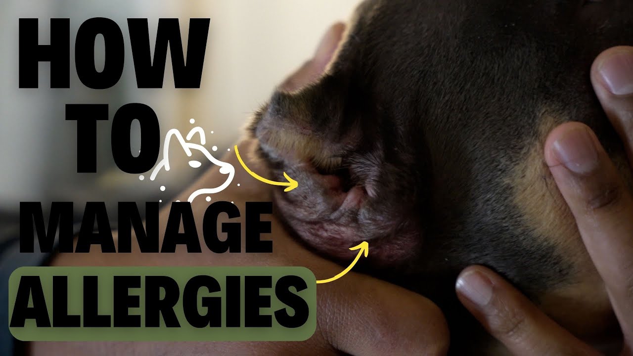 Managing Dog EAR ALLERGIES (Step by Step) YouTube