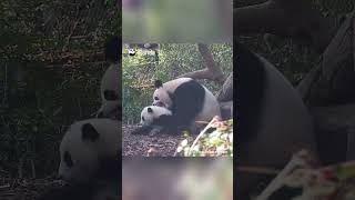 All Panda Mom Wants Is To Sniff, Sniff, And Sniff Her Baby | iPanda #shorts