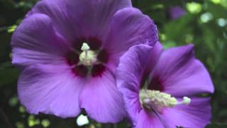 Purple Rose of Sharon