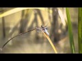 dragonflies with the avchd hack for the Panasonic GH1