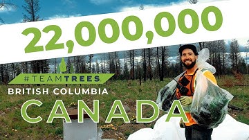 Using Trees to Bring a Landscape Back to Life in British Columbia