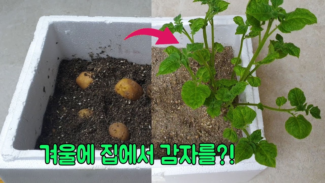 겨울에 집에서 감자를 키울수있다?!! 신기방기How to growing potato