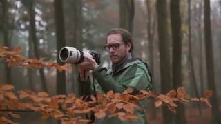 A Misty Morning In The Dutch Forest