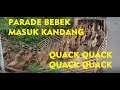 Parade bebek masuk kandang quack quack