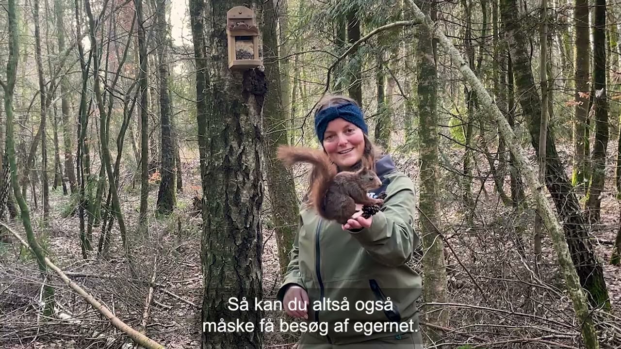 Vildt Vidunderlig Onsdags Viden - Egern fodring