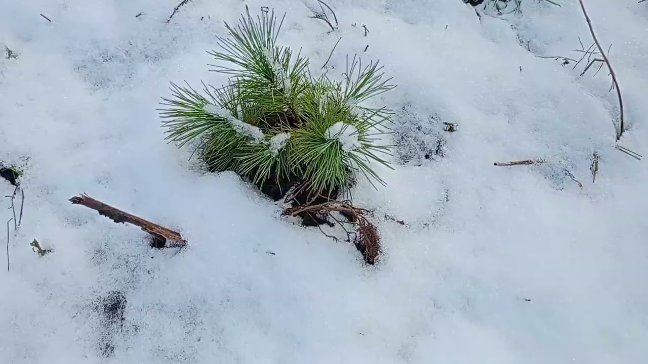 15.12.25.  Первый снег