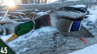 HIDING in Shadows Worked On Late Season MALLARDS! | Afternoon Duck Hunting