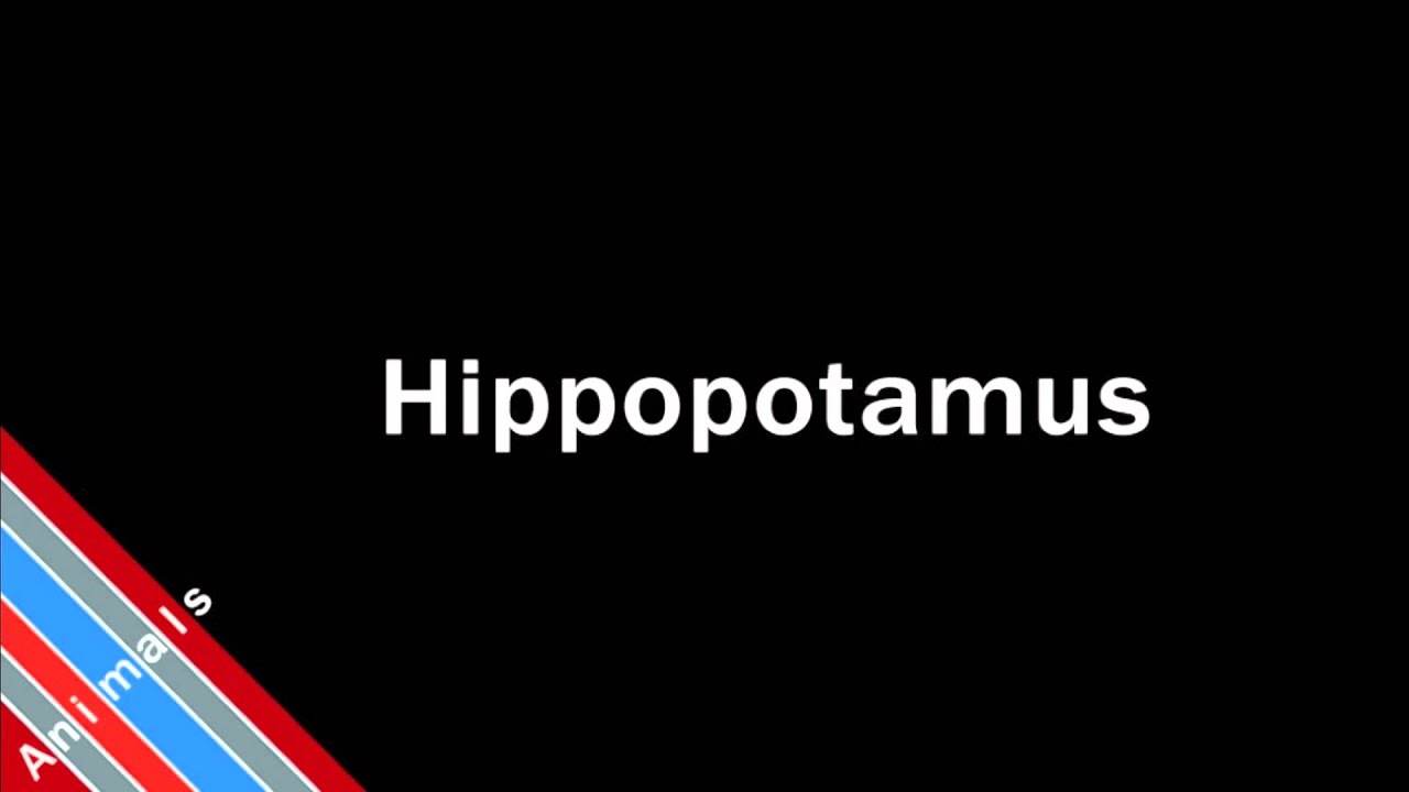How To Pronounce Hippopotamus YouTube