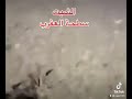 شبث يشيل العقارب شبث يشيل العقارب
