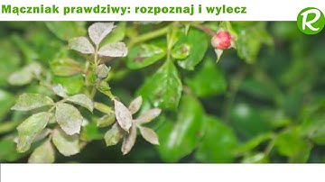 Powdery Mildew: Identification and Natural Treatment