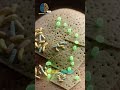 #viral #trending #magic
