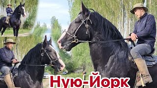 Охоо Ню-Йорк 1,78 см Мына Ат 🔥Пай Паай