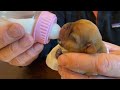 How to Bottle feeding new born puppy