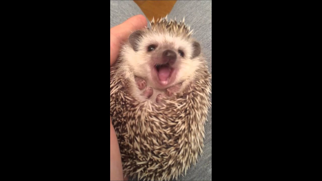 Кисуля кушает. Hedgehog eating