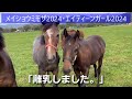 離乳を終えたメイショウミモザ2024と幼馴染のエイティーンガール2024