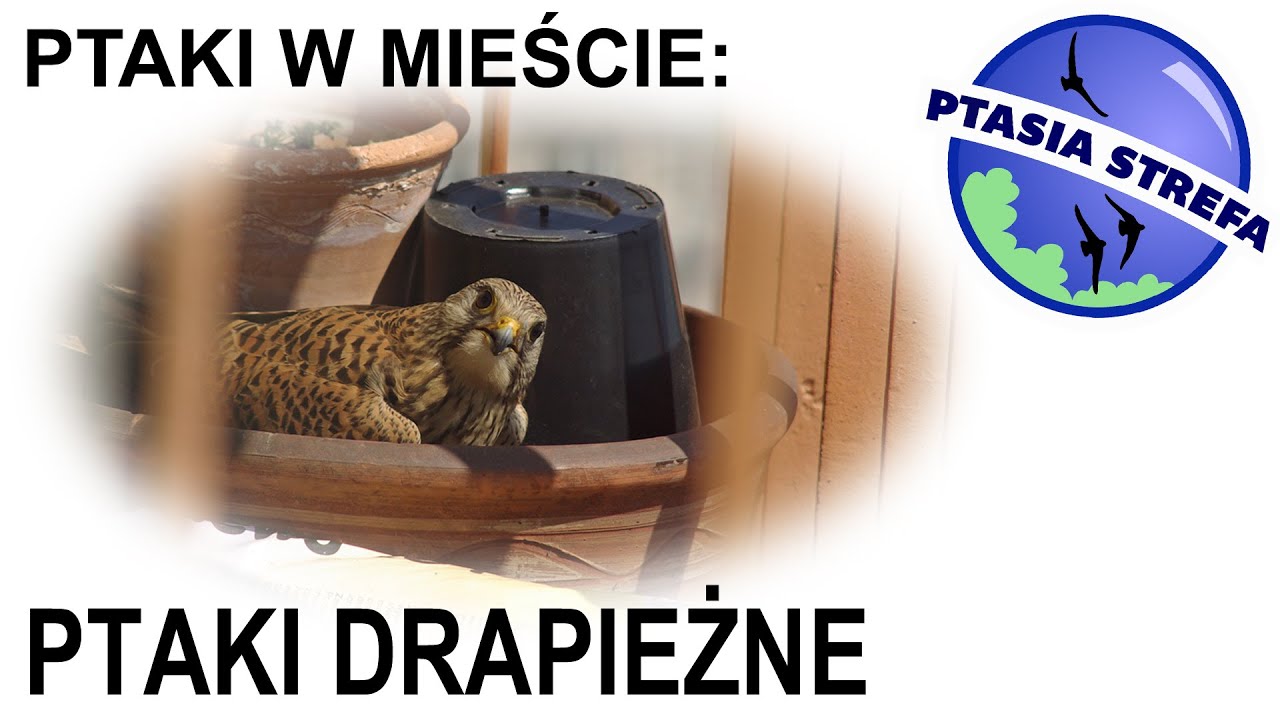 Ptaki w mieście: Ptaki Drapieżne