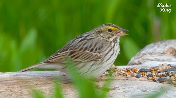 Savannah Sparrow - Birder King Clips(4K HDR)