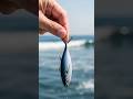No 1 IKAN TERMAHAL DI DUNIA #short #mancing #mancingmania #tuna #faktamenarik
