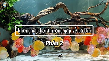 Cá Dĩa Mắt Đỏ (Albino) Giá Cao Hơn Cá Dĩa Thường ? | Discus House Aquarium