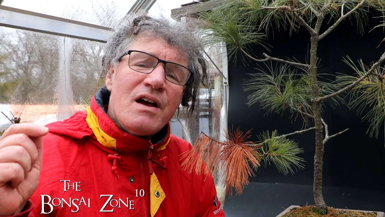 Pruning My Collected Native White Pine, The Bonsai Zone, Feb 2023