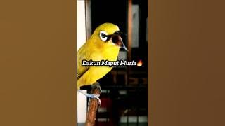 Pleci Dakun Maput Muria🔥#kicaumania #plecigacor #burungkicau #pleci #plecimania #khuyến