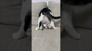 Cat Doing a Headstand While Wagging Its Tail Infront of Its Face