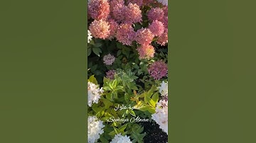 سورة لقمان الآية(20)||أَلَمْ تَرَوْا أَنَّ اللَّهَ سَخَّرَ لَكُم||القارئ إسلام صبحي #قرآن