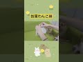 邪魔しかしないわんことプレゼント開封🎁✨ #チワワ #ミックス犬 #dog #犬のいる暮らし #多頭飼い